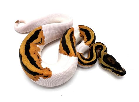 Image result for Pumpkin Pie Ball Python