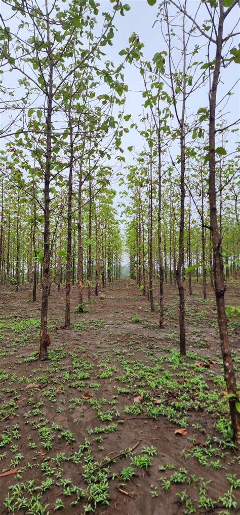 Teak Trees Plantation, Teakwood Farmland, Sagwan Farming, Land in India