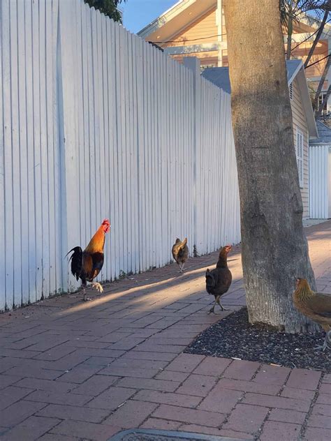 The Curious Backstory of Why There are Feral Chickens in Key West - A-Z ...