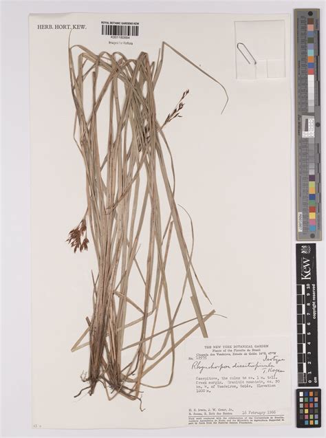 Rhynchospora dissitispicula T.Koyama | Plants of the World Online | Kew ...