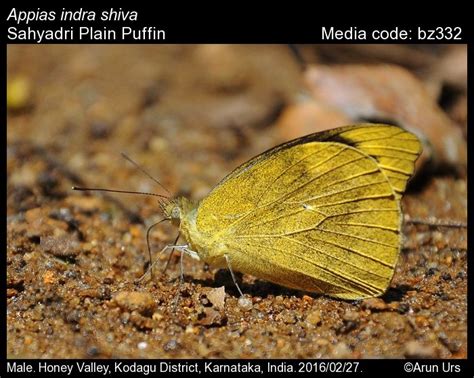 Appias indra | Butterfly