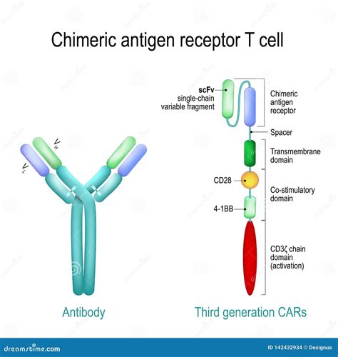 Chimeric Antigen Receptor T Cells. CAR T Cells Cartoon Vector | CartoonDealer.com #208940961