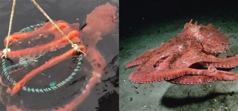 Giant Pacific Octopus Got Stuck On A Prawn Trap