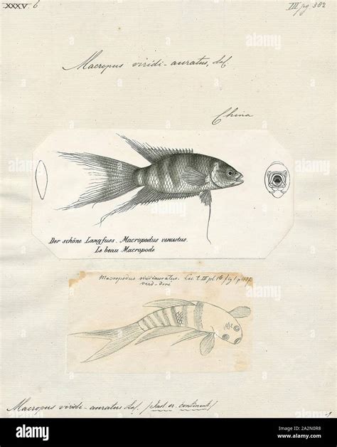 Macropus viridi-auratus, Print, Macropus is a marsupial genus in the family Macropodidae. It has ...