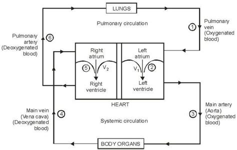 Block Diagram Explaination Of Heart... Double circulation refers to the ...