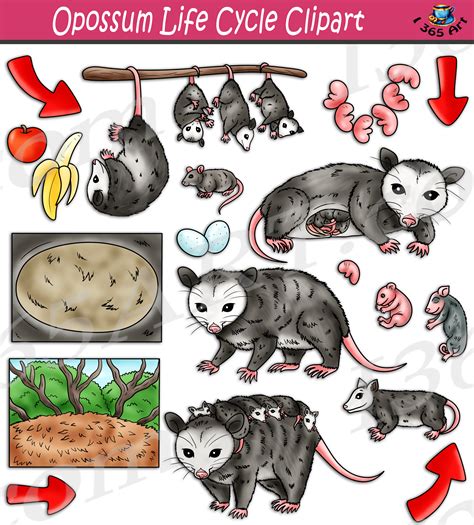 Lifespan Of Opossum
