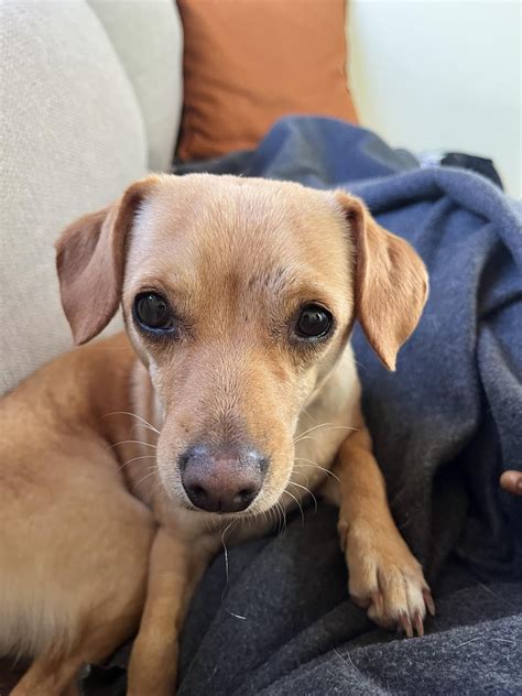 Just in case anyone was wondering what a chiwi-terrier-spaniel-poodle ...