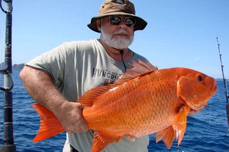 Image result for Pacific Snapper