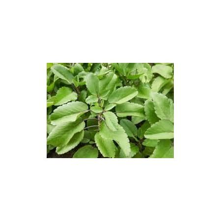 Kanak Nursery-Patharchatta Medicinal Plant, Stone of Kidney, Fresh Live ...