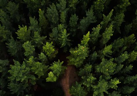 Diet and Climate Change – White Cub