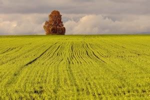 AZOHP5719 Lonesome Autumn Tree In The Green Field Nature Full HD Poster ...