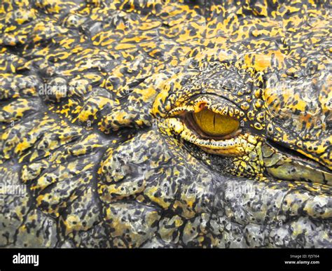Nile crocodile (Crocodylus niloticus), eye of a crocodile, scaled skin ...