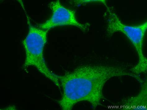 BCL2L1 antibody (CL488-66020) | Proteintech
