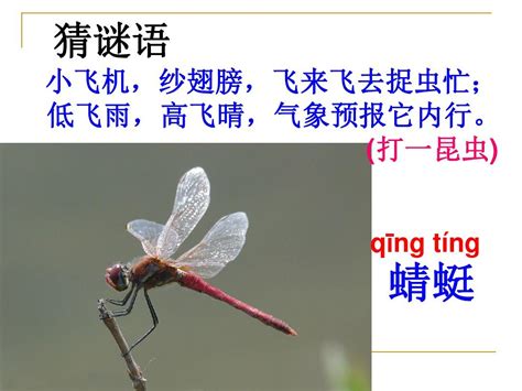 蜻蜓图片免费下载_PNG素材_编号z09i68dkz_图精灵