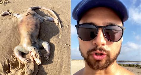 Alien Beach 的图像结果