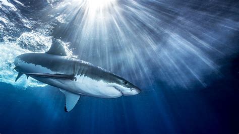 Bild zu Weißer Hai, Guadalupe, | Weißer hai, Tiere, Haie