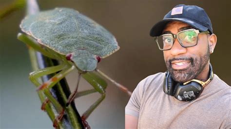 Image result for Bug or Insect