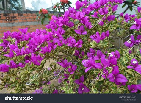 Image result for Pretty JSON HTML