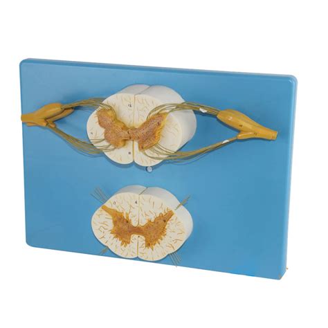 Buy XHLLX d Spinal Cord Model, 8X Life Size Nerves Plus Anterior And ...