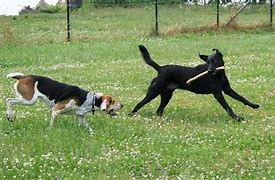 Image result for Baby Bunnies Playing