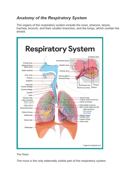 Anatomy of The Respiratory System | PDF | Respiratory Tract | Lung