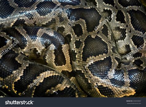 Image result for Python Skin Pattern PNG