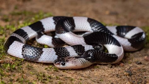 Krait Animal Facts - A-Z Animals