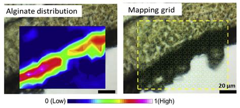 A Review on Ion-Exchange Membrane Fouling during the Electrodialysis ...