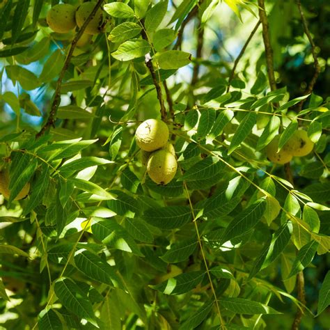 Black Walnut Trees for Sale – Nut Producing Trees – TN Nursery
