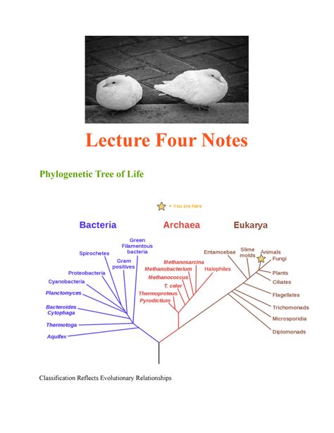 Tree of Life 的图像结果
