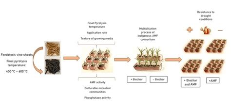 The Effects of Biochar on Indigenous Arbuscular Mycorrhizae Fungi from ...