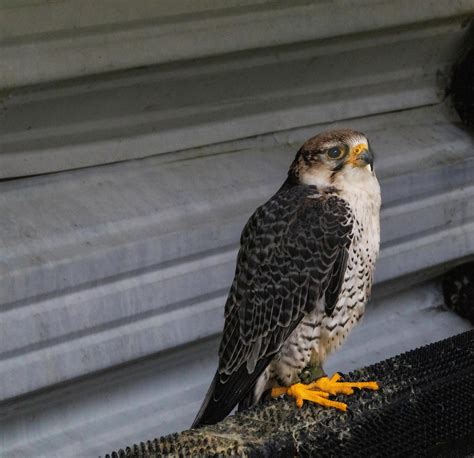 Bird Lanner Falcon Ornithology - Free photo on Pixabay - Pixabay