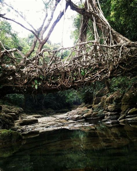 Image result for Tree Root Bridge
