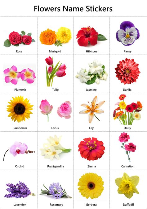 Flowers Name in English: Pictures | Videos | Charts - Ira Parenting | Flowers name in english ...