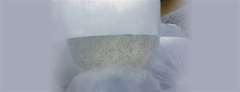 Sapthagiri Hatcheries - Kakinada, Andhrapradesh