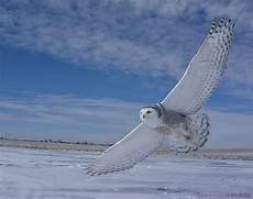 Snowy Owl Wallpaper Iphone by Snowy Owl Wallpaper And Screensavers Wallpapersafari Snowy Owl Wallpaper Iphone
