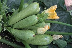 VibeX LXI-5 - Zucchini Courgette Squash - (75 Seeds) Seed Price in ...