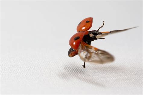 Image result for Shutterbug Live