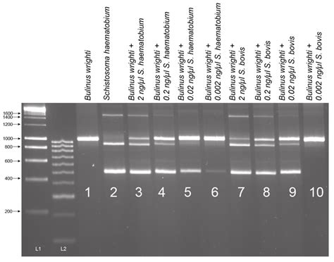 Development of a Molecular Snail Xenomonitoring Assay to Detect ...