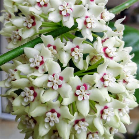 Hoya Australis Plant