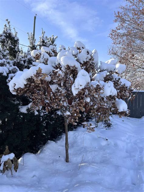 Hydrangea tree in winter – Home for the Harvest