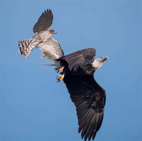Download Eagle Vs Hawk Flight Picture | Wallpapers.com