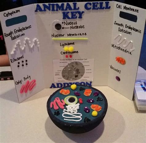 Image result for Cell Model Project