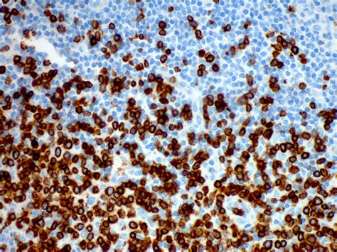 Image result for Faces CD3