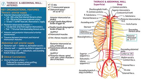 Posterior Intercostal Arteries