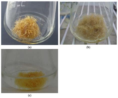 Polyscias filicifolia (Araliaceae) Hairy Roots with Antigenotoxic and ...