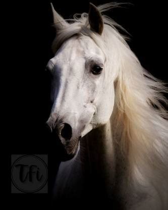 Horse Poster, Horses Posters for Room, Unframed, With Self Adhesive ...