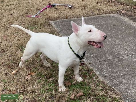 White English Bull Terrier - Stud Dog in Kentucky , the United States ...