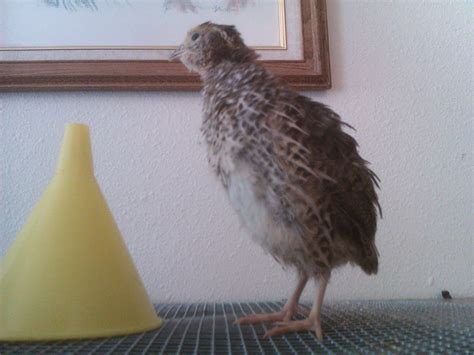 Image result for Homemade Quail Brooder Tutorial