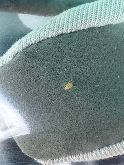 Tiny green hopping bugs : r/whatsthisbug
